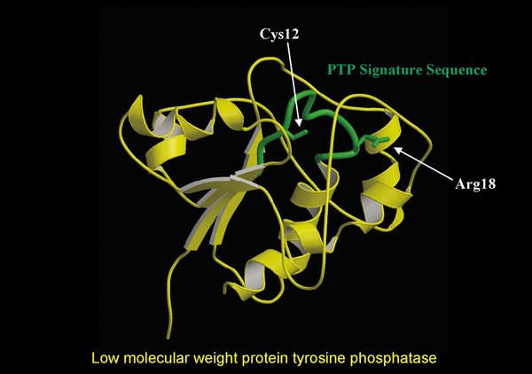 Protein tyrosine phosphatase,molecular model