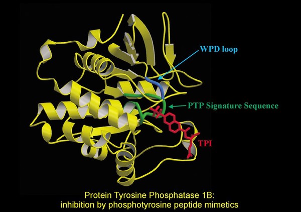 Protein tyrosine phosphatase, inhibition