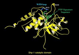 view Protein tyrosine phosphatase, catalyt.domain