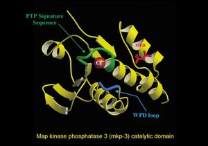 view Map kinase phosphatase 3, catalytic domain