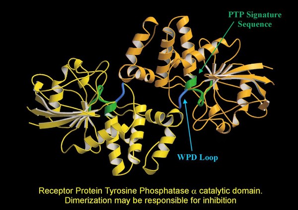 Tyrosine phosphatase catalytic domain