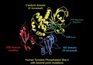 view Tyrosine phosphatase mutations, mol. model