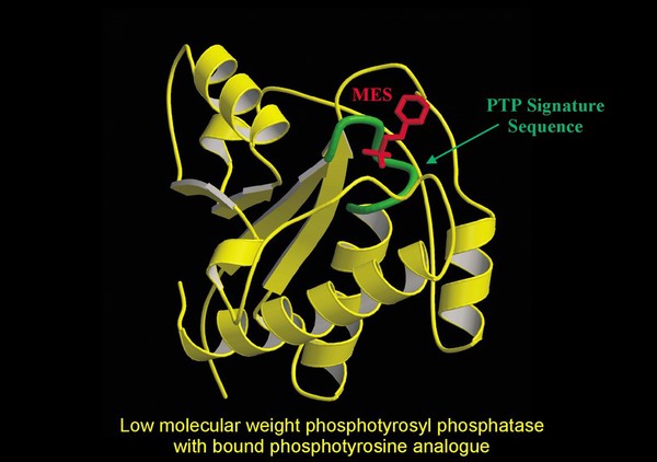 Phosphotyrosyl phosphatase + bound analogue