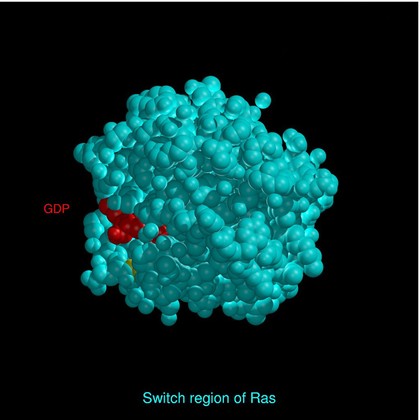 Cyclin-dependent kinases.