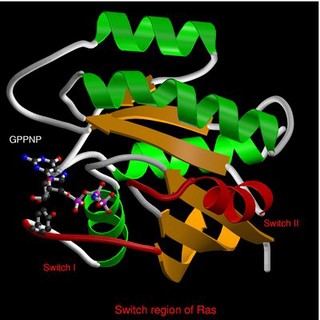 Cyclin-dependent kinases.