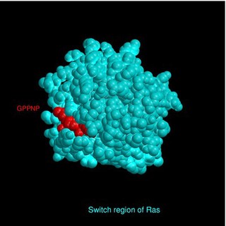 Stereo view of cyclin-dependent kinases.