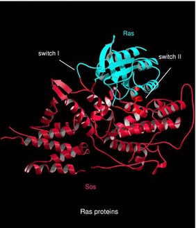 Cyclin-dependent kinases.