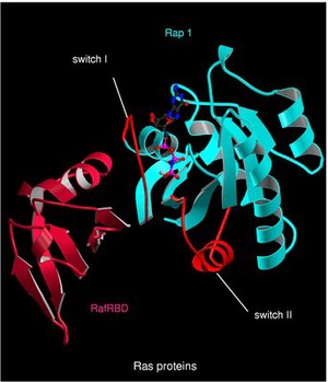 view Cyclin-dependent kinases - CDK6.