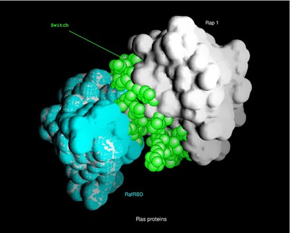 Cyclin-dependent kinases - p19.