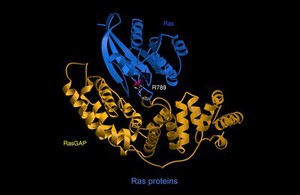 view G protein/Ras-RasGAP complex, mol. model