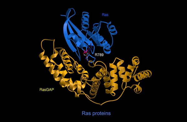 G protein/Ras-RasGAP complex, mol. model