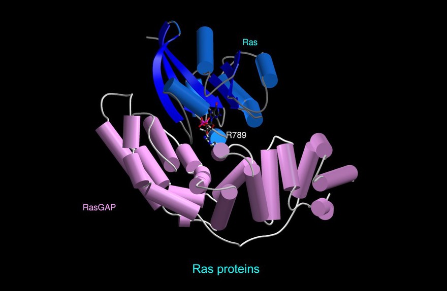 G protein: Ras-RasGAP complex, mol. model