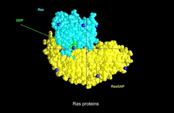 G protein/Ras-RasGAP complex, mol. model