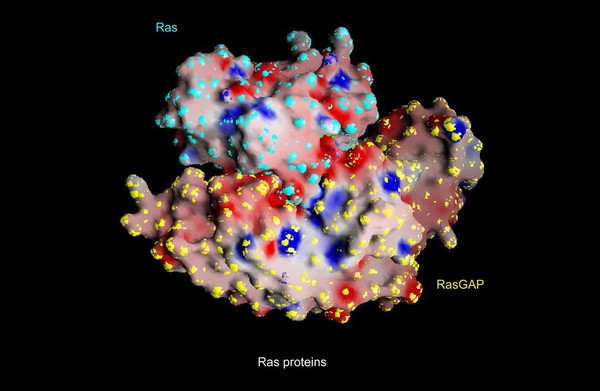 G protein/Ras-RasGAP complex, surf.potential