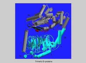 view Molecular model of trimeric G-protein