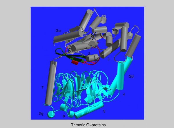 Molecular model of trimeric G-protein