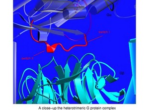 view Molecular model of heterotrimeric G protein