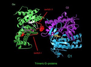view Trimeric G protein, complex with RGS4, model