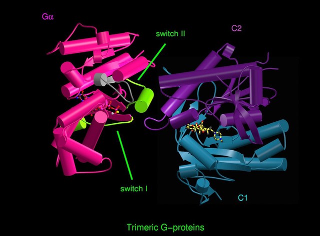 Trimeric G protein, molecular model