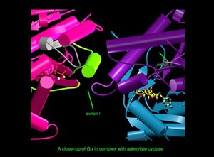 view Trimeric G protein, molecular model