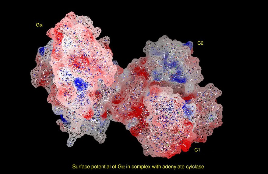 Trimeric G protein/adenylate cycl. surf.pot.