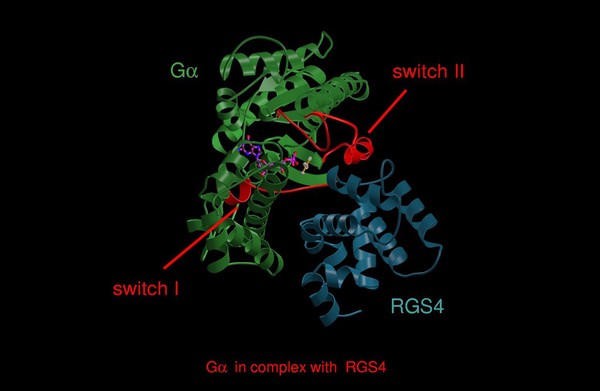 Trimeric G protein, complex with RGS4, model