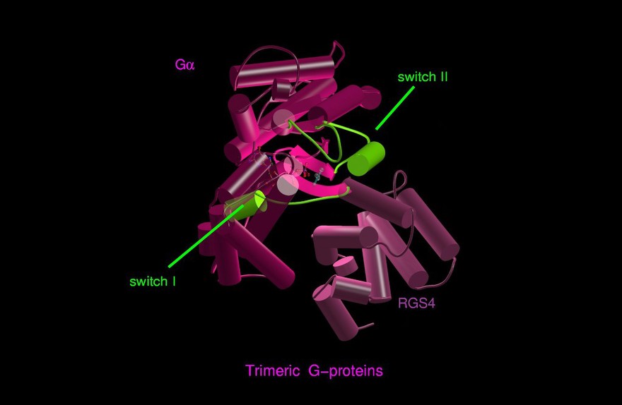 Trimeric G protein, complex with RGS4, model