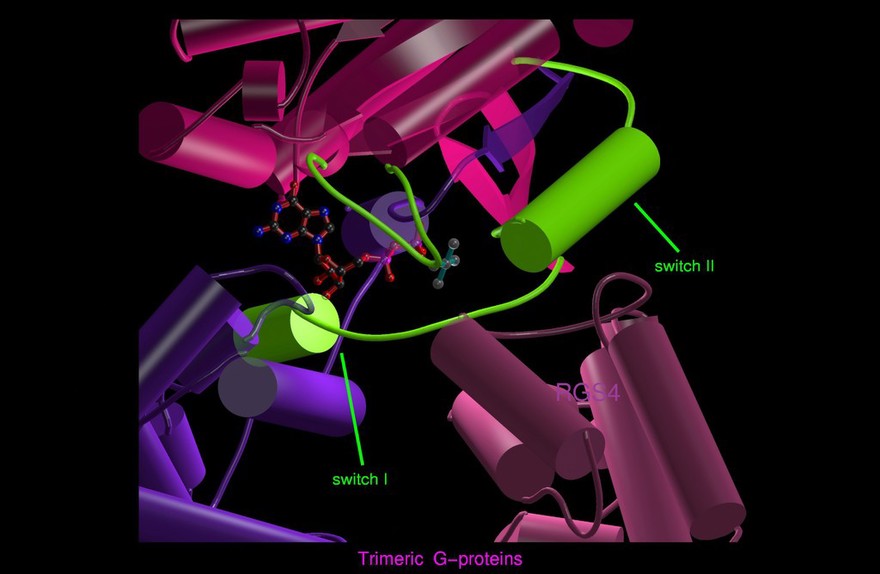 Trimeric G protein, complex with RGS4, model