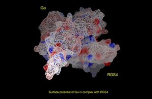 view Trim. G protein,complex with RGS4,surf.pot.