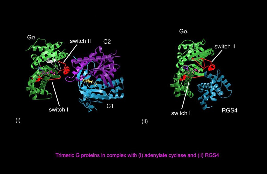 Trim. G protein/adenylate cyclase, mol.model