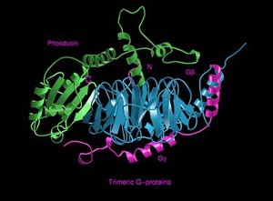 view Molecular model,trimeric G-protein/transduci