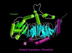 view Molecular model,trimeric G-protein/transduci