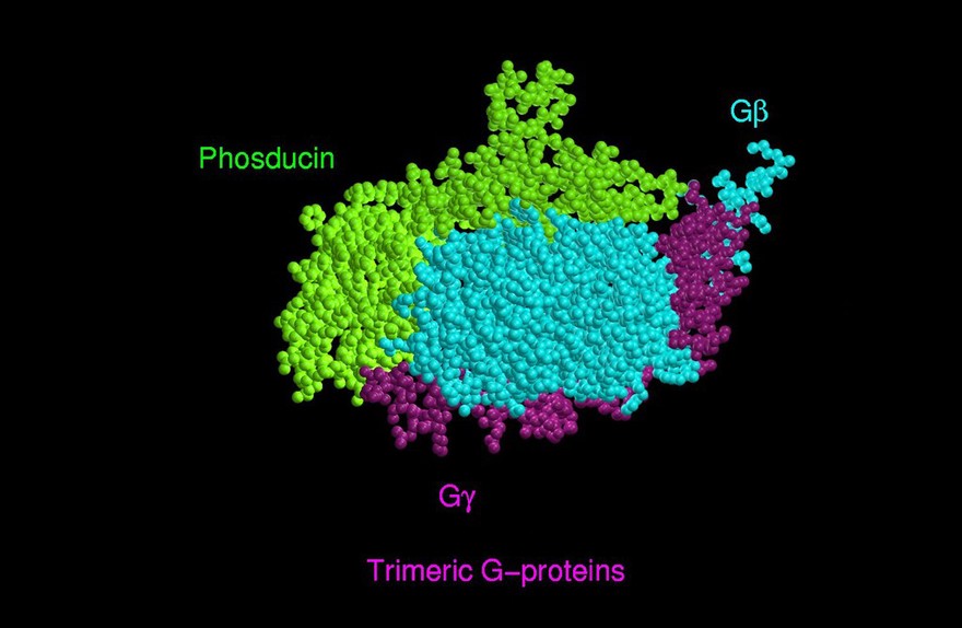 Molecular model,trimeric G-protein/transduci