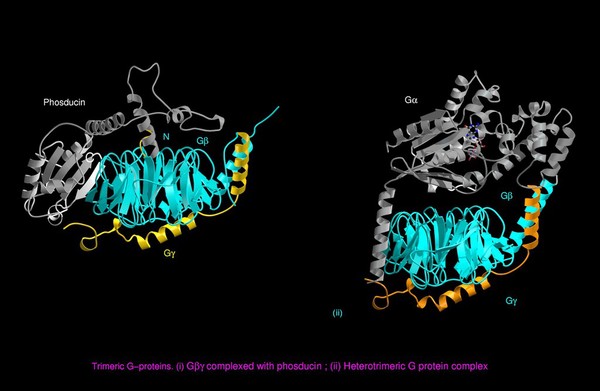 Molecular model,G-protein complexes