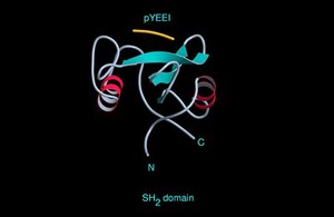 view Molecular model of SH2 domain (adaptors)