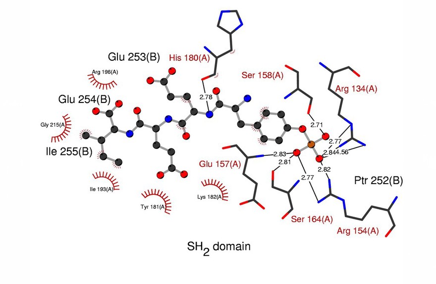 Diagram of SH2 domain (adaptor)