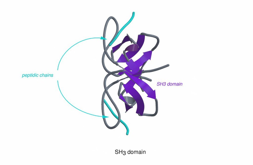 Molecular model of SH3 domain showing peptidic
