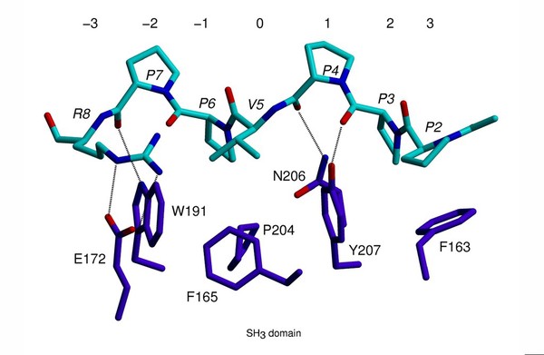 Stick molecular model of SH3 domain