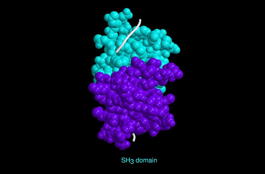 Molecular model of SH3 domain, CPK model.