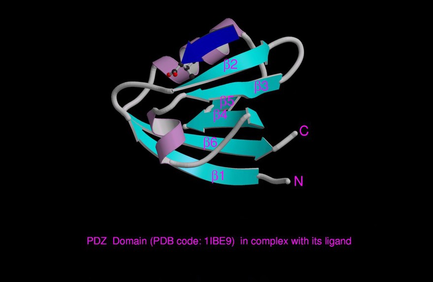 Molecular model of PDZ domain + ligand