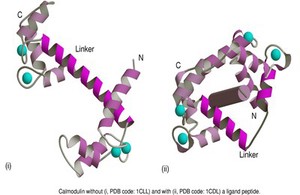 view Molecular model of calmodulin +/- ligand