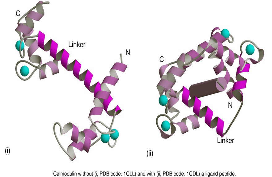 Molecular model of calmodulin +/- ligand