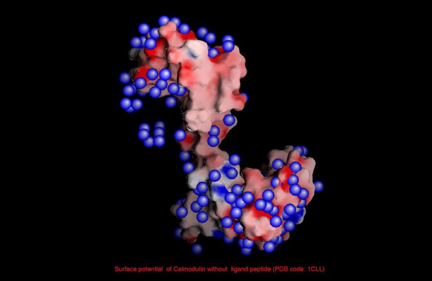 Surface potential of calmodulin - ligand