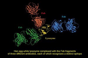 view Fab fragments complexed with lysozyme