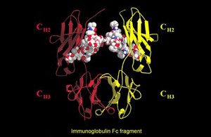 view Immunoglobulin Fc fragment, molecular model