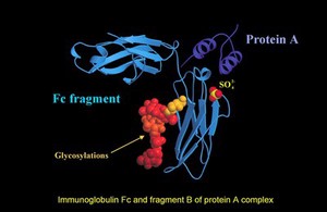 view Immunoglobulin Fc & fragment B of protein A