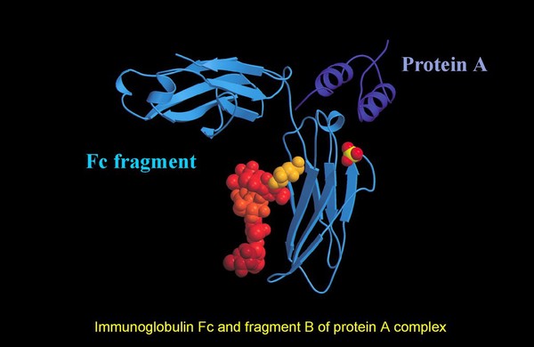 Immunoglobulin Fc & fragment B of protein A