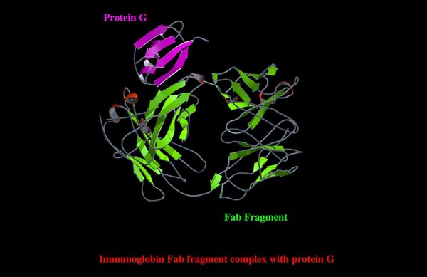 Immunoglob. Fab fragt. complex with proteinG