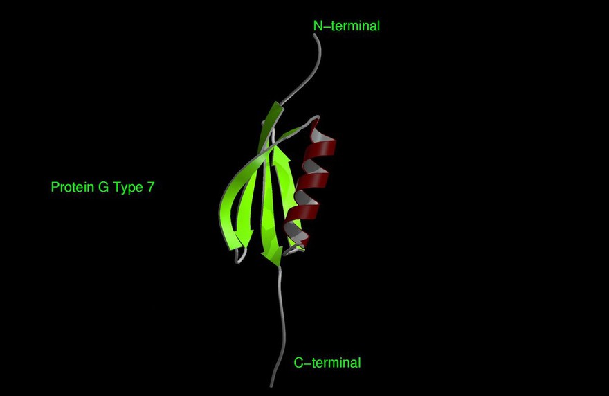 Protein G Type 7, molecular model