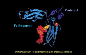 view Immunoglobulin Fc & fragt. B of protein A